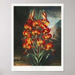 Póster Ilustracion de flores de época