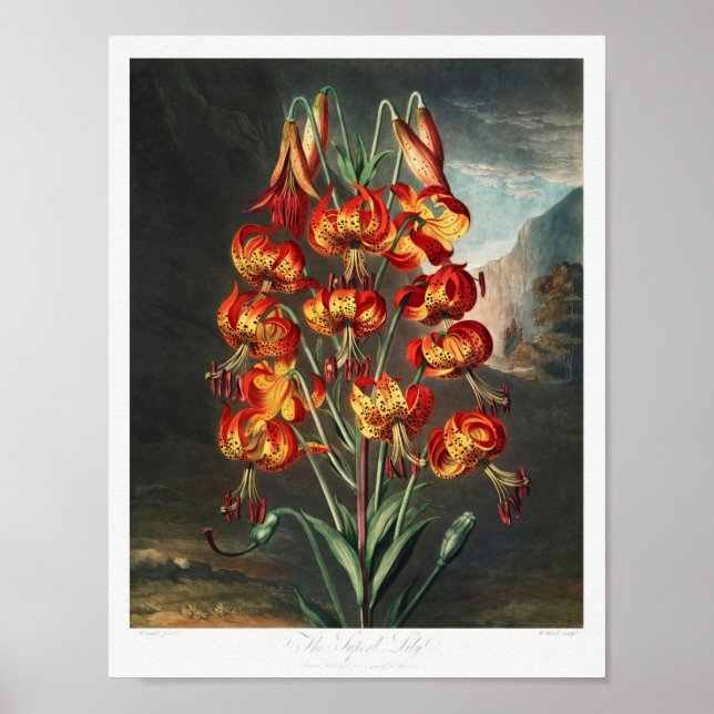 Póster Ilustracion de flores de época (Frente)