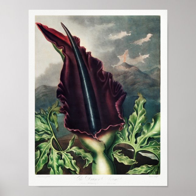 Póster Ilustracion de flores de época (Frente)