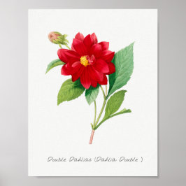 Póster Ilustracion de flores de época