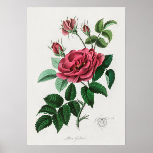 Póster Ilustracion de flores de época