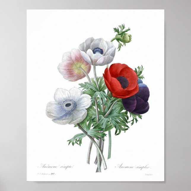Póster Ilustracion de flores de época (Frente)