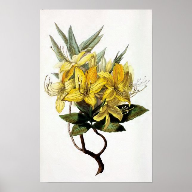 Póster ilustracion de flores de época "Azalea Pontica" (Frente)