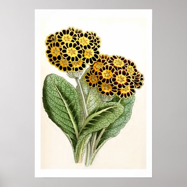 Póster ilustracion de flores de época "Polyanthus" (Frente)