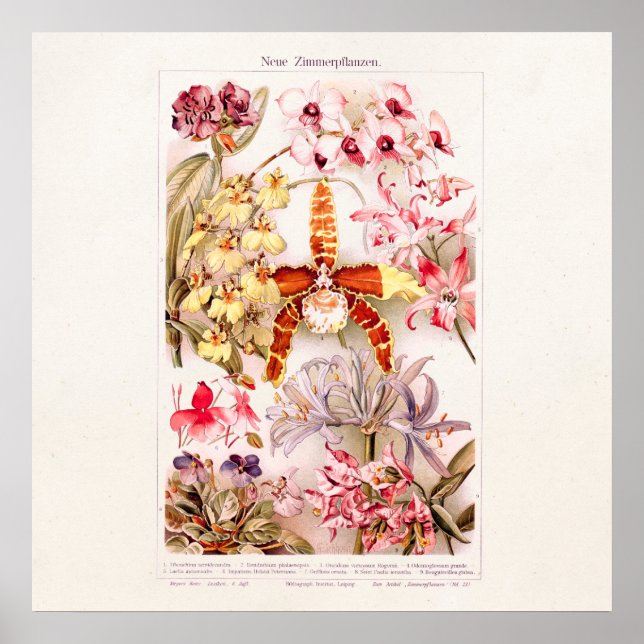Póster Ilustracion de flores de orquídeas rosadas de 1911 (Frente)