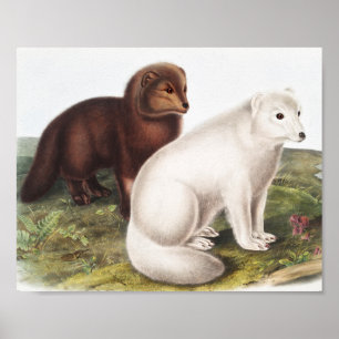 Póster Ilustracion de Fox Ártica (Vulpes Lagopus)