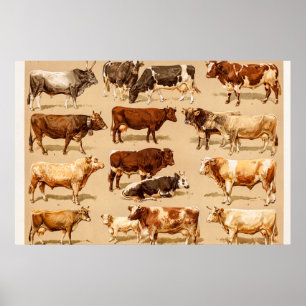 Póster Ilustracion de granja Vintage Cow Calf Bull Dairy