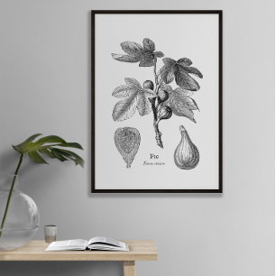Póster Ilustracion de higos botánicos de época