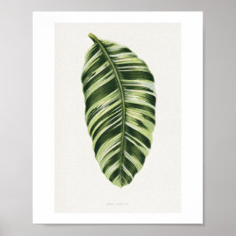 Póster Ilustración de hoja de Musa Vittata verde. hoja , 