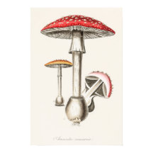 Ilustracion de hongos Amanita Muscaria (