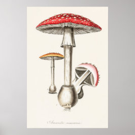 Póster Ilustracion de hongos Amanita Muscaria (