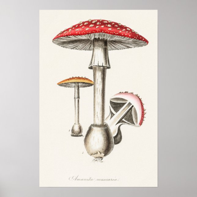 Póster Ilustracion de hongos Amanita Muscaria ( (Frente)