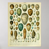 Ilustracion de Huevos de Ave Vintage
