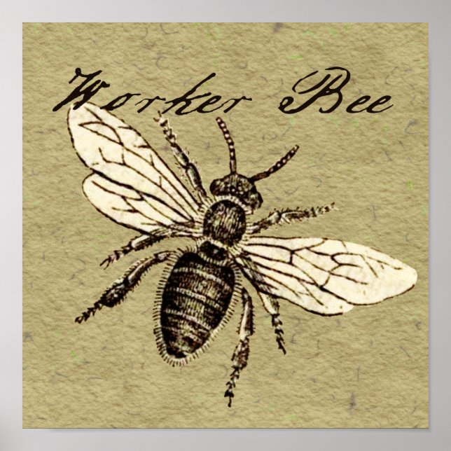 Póster Ilustración de insecto abeja obrera (Frente)