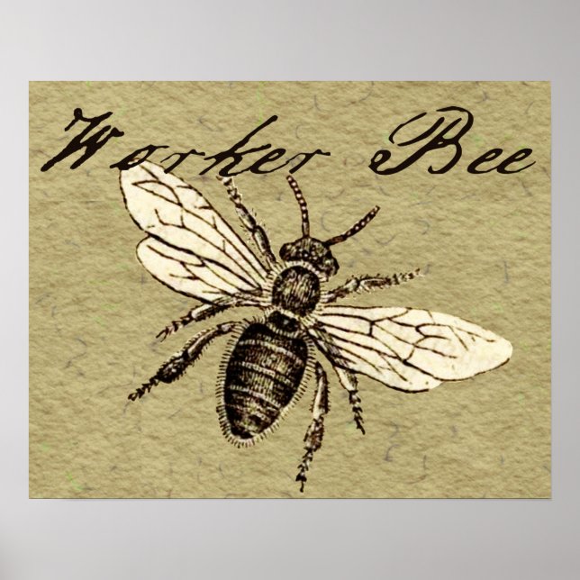 Póster Ilustracion de Insectos de Abeja para trabajadores (Frente)