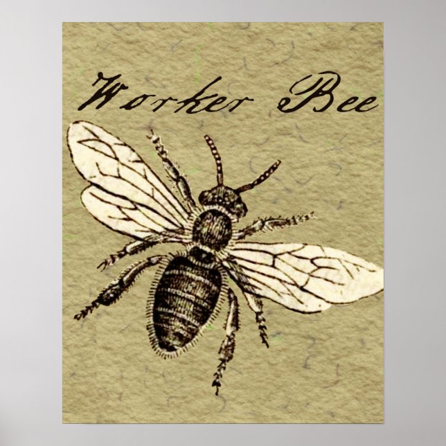 Póster Ilustracion de Insectos de Abeja para trabajadores (Frente)