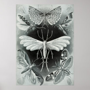 Póster Ilustracion de insectos de época