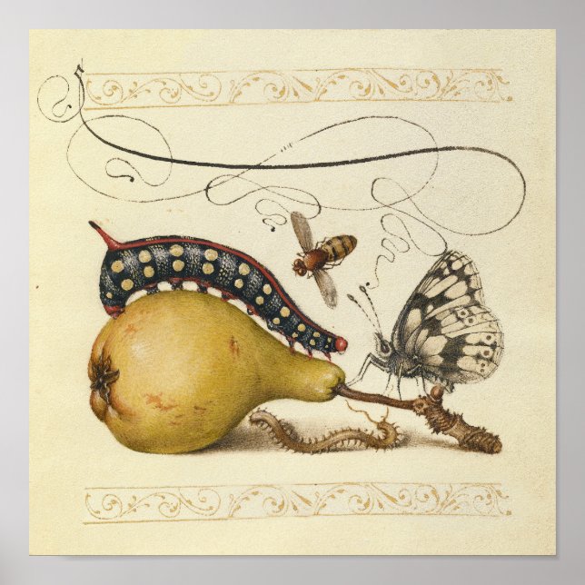 Póster Ilustracion de insectos de fruta de mariposa de ab (Frente)