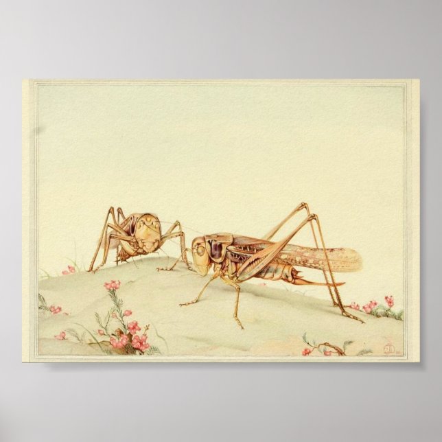 Póster Ilustracion de insectos vintage (Frente)