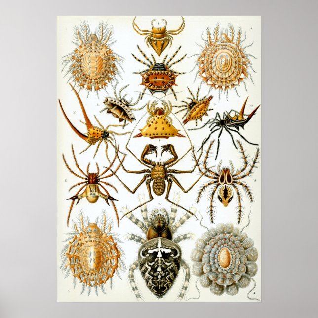 Póster Ilustracion de insectos vintage (Frente)