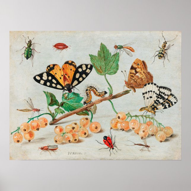 Póster Ilustracion de insectos vintage (Frente)