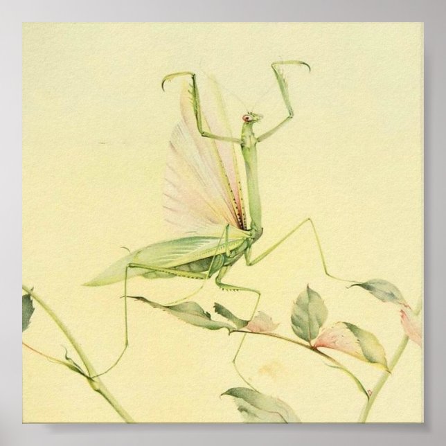 Póster Ilustracion de insectos vintage (Frente)