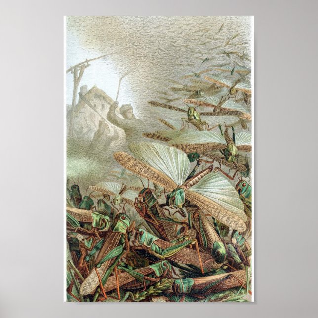 Póster Ilustracion de insectos vintage (Frente)