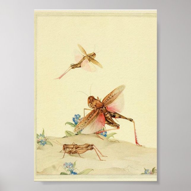 Póster Ilustración de insectos vintage (Frente)