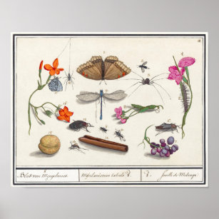 Póster Ilustracion de insectos vintage