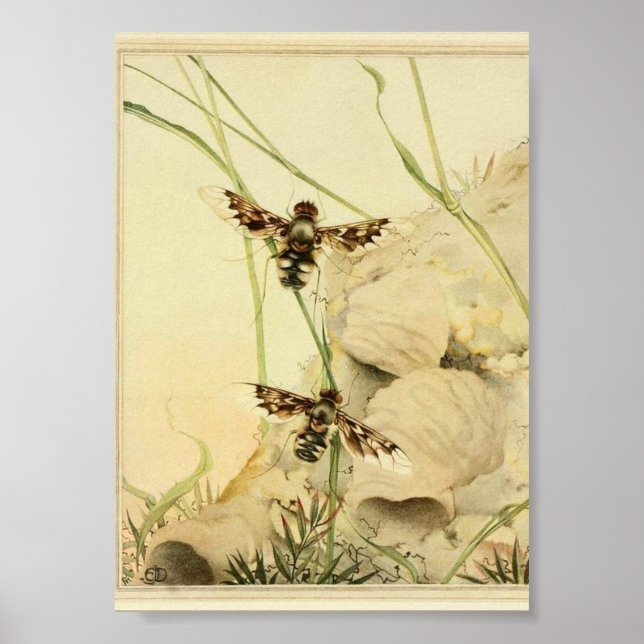 Póster Ilustracion de insectos vintage (Frente)