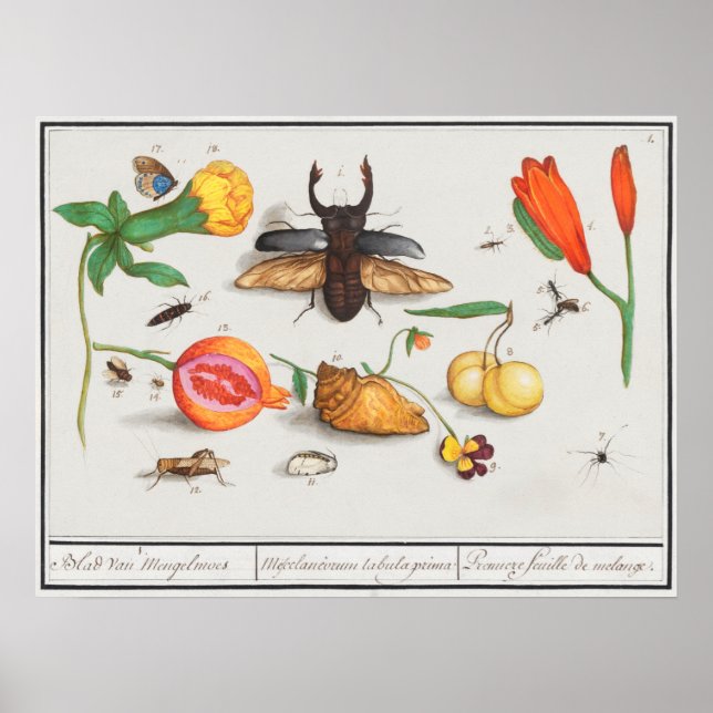 Póster Ilustracion de insectos vintage (Frente)