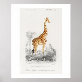 Póster Ilustración de jirafa (Giraffa camelopardalis)