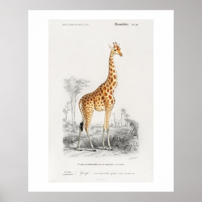 Póster Ilustración de jirafa (Giraffa camelopardalis)  (Frente)