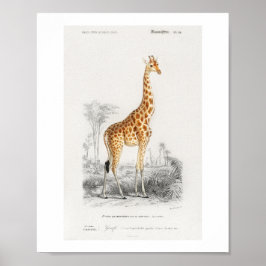 Póster Ilustración de jirafa (Giraffa camelopardalis)