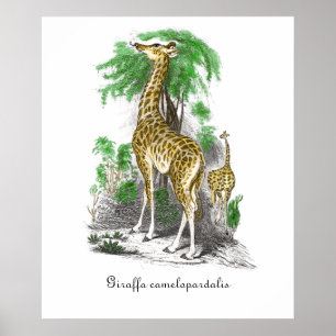 Póster Ilustración de jirafa vintage Giraffa cameloparda