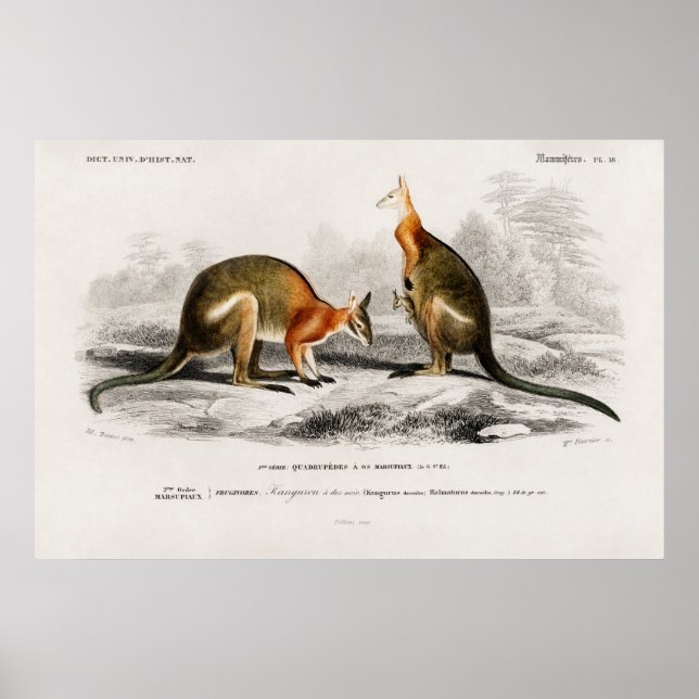 Póster Ilustracion de Kenguru (Frente)