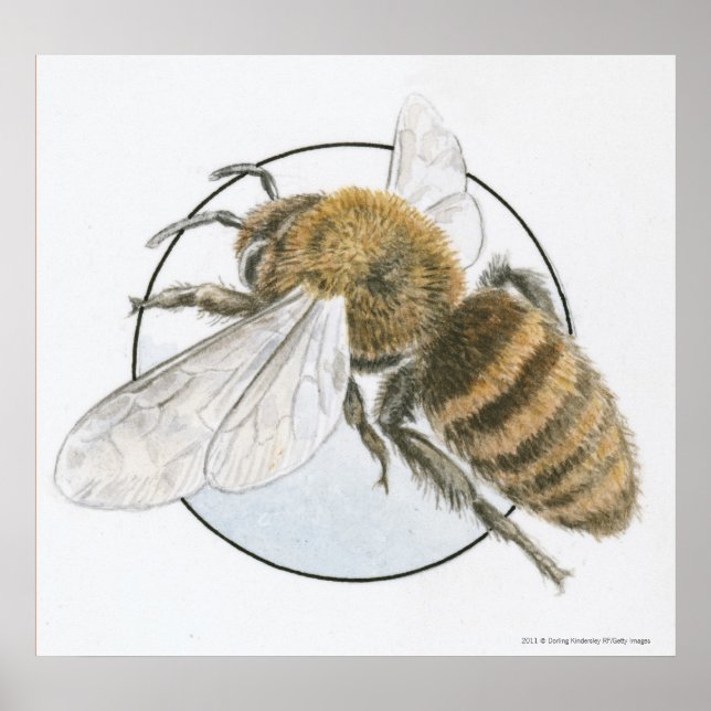 Póster Ilustracion de la Abeja Miel Europea (Frente)