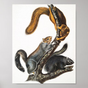 Póster Ilustracion de la ardilla del gato (Sciurus cinere