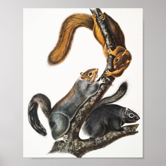 Póster Ilustracion de la ardilla del gato (Sciurus cinere (Frente)