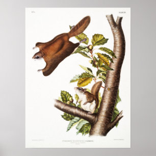Póster Ilustracion de la ardilla voladora