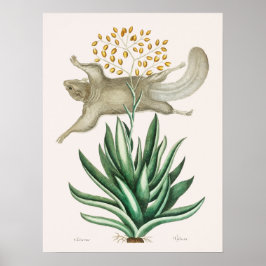 Póster Ilustracion de la ardilla voladora