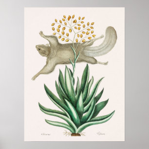 Póster Ilustracion de la ardilla voladora