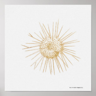 Póster Ilustracion de la cáscara de foraminiferan