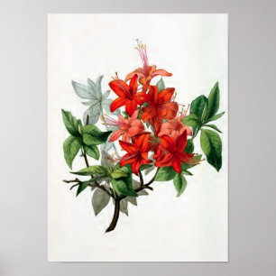 Póster "Ilustracion de la flor del vintage de Nudiflora