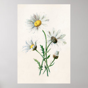 Póster Ilustracion de la flor salvaje de las margaritas