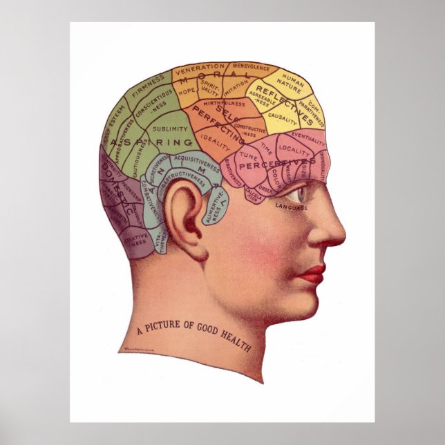 Póster Ilustracion de la función del cerebro ventilado (Frente)