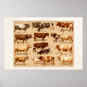 Póster Ilustracion de la granja de las vacas lecheras de
