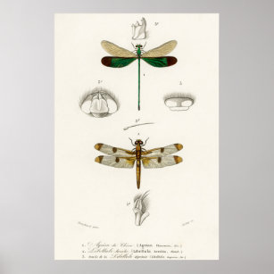 Póster Ilustracion de la libélula de época