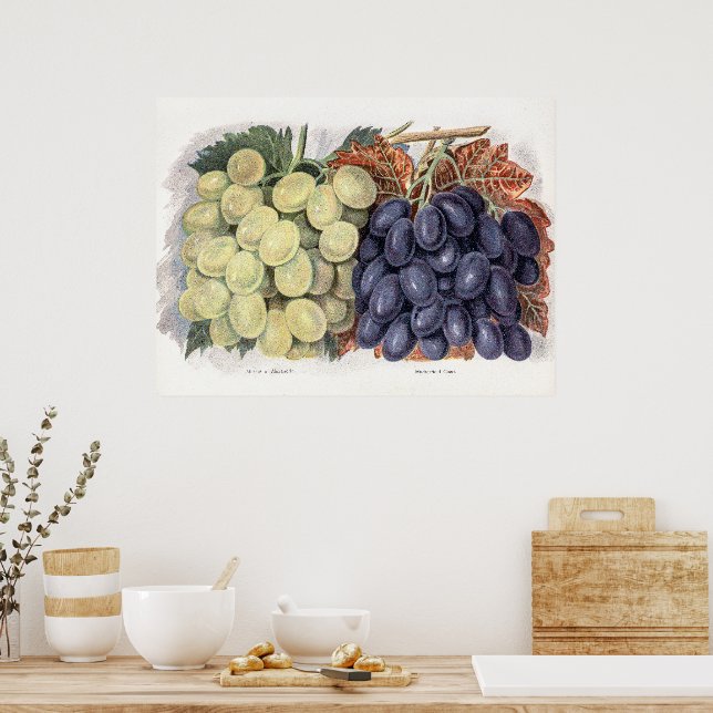Póster Ilustracion de la uva (Cocina)