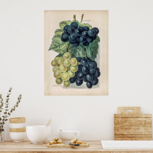 Póster Ilustracion de la uva